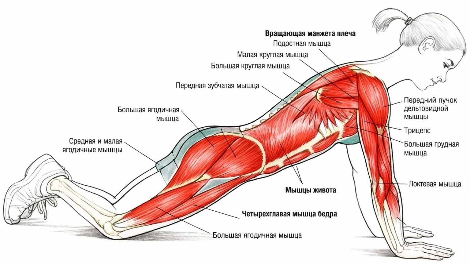 Мышцы при отжиманиях с колен.png Мышцы при отжиманиях с колен.png